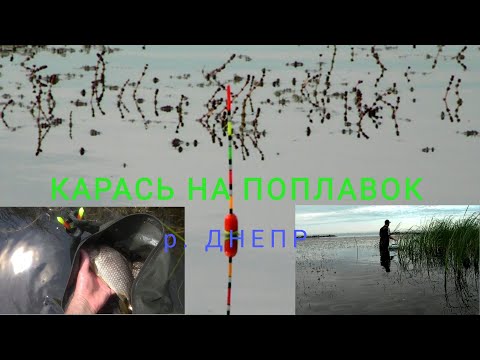 Видео: КАРАСЬ НА ПОПЛАВОК. р. ДНЕПР.