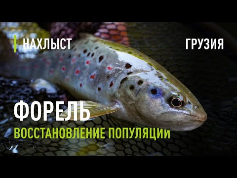 Видео: Восстановление ЧЕРНОМОРСКОЙ и КАСПИЙСКОЙ кумжи в реках ГРУЗИИ. Ловля форели в малой реке.