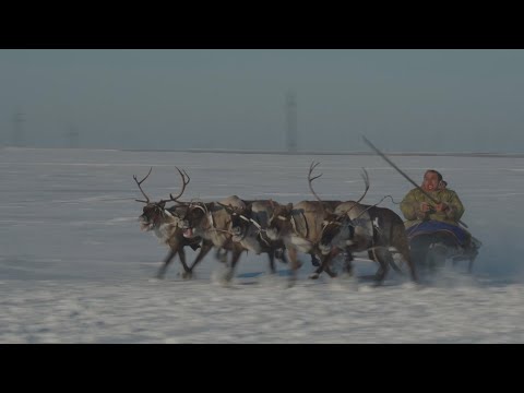 Видео: ФОРСАЖ ПО-ЯМАЛЬСКИ / Гонки на оленьих упряжках в районе ГП-6 ЯНГКМ.