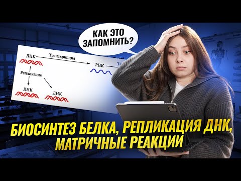 Видео: Биосинтез белка, репликация ДНК, матричные реакции: как запомнить I Биология ЕГЭ I Умскул