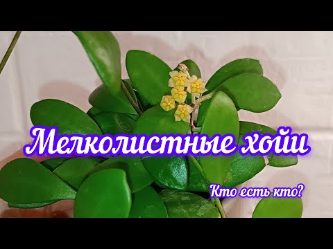 Видео: мелколистные хойи// кто есть кто