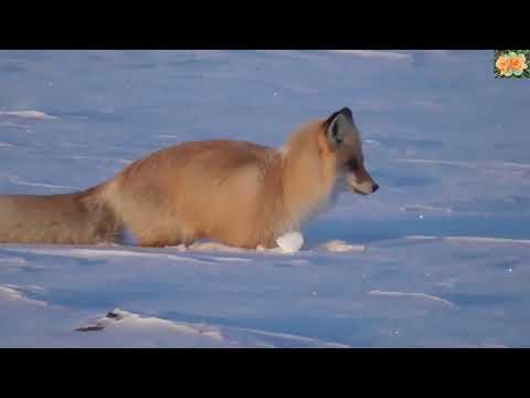 Видео: Дикая природа Сибири  Много рыжих лис и косуль