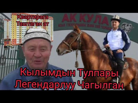 Видео: Чагылган⚡Легендарлуу✨КЫРГЫЗ🇰🇬Тулпары🔥КУЛУНДАРЫ💣озгочо  экен💥