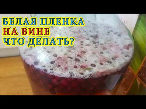Видео: Белая плёнка на вине, что делать? | Ответы на вопросы подписчиков