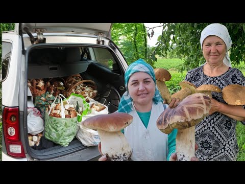 Видео: Огромные семьи гигантских грибов продолжают расти в лесу возле дома.