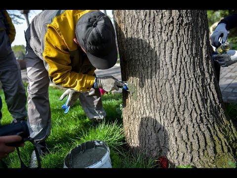 Видео: Бак-дарактарды дарылоонун туура жолдору
