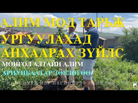 Видео: АЛИМНЫ МОД ТАРЬЖ УРГУУЛЦГААЯ.
