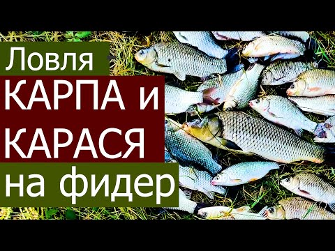 Видео: ЛОВЛЯ КАРПА И КАРАСЯ НА ФИДЕР ЛЕТОМ НА РЕКЕ ДНЕСТР