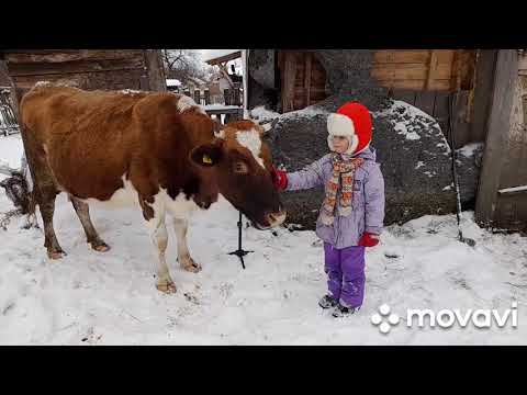 Видео: Два теленка под одной коровой. Первая прогулка.