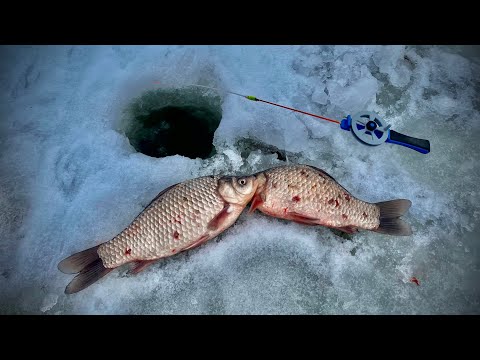 Видео: Ловля КАРАСЯ ЗИМОЙ на СТАВКЕ!