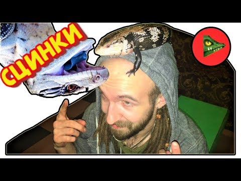 Видео: СИНЕЯЗЫКИЙ СЦИНК (Tiliqua) Об исполинской ящерице!