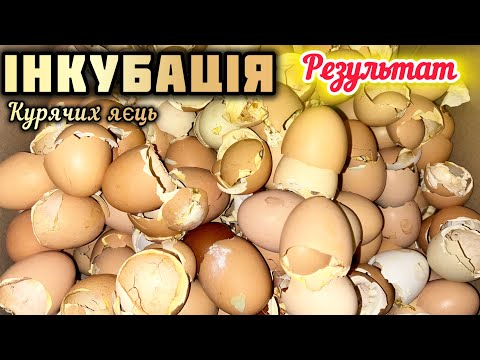 Видео: Інкубація курячих яєць🐣Який результат в інкубаторі без моєї участі⁉️