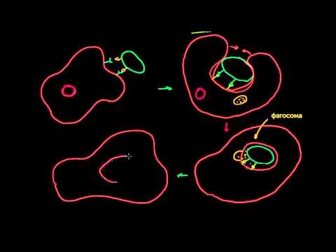 Видео: Роль фагоцитов во врожденном или неспецифическом иммунитете