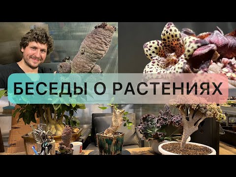 Видео: Б 1 КОММИФОРА / ЭКЗОТИЧЕСКИЙ ЦВЕТОК / ГИГАНТСКАЯ ЭЧЕВЕРИЯ / КРИСТАТА ЭОНИУМ / БОНСАЙ ПОРТУЛАКАРИЯ