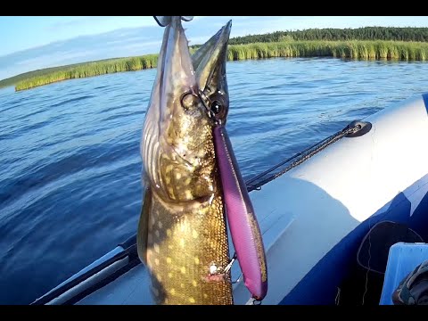 Видео: Осенние щуки🔥 На раттлин с первого заброса🔥 День второй 🤩
