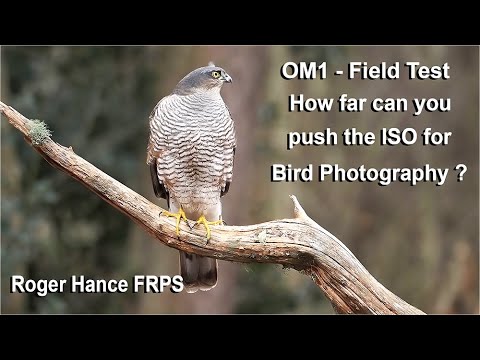 Видео: OM1 — Полевые испытания — Насколько можно использовать ISO при фотосъемке птиц в условиях слабого...
