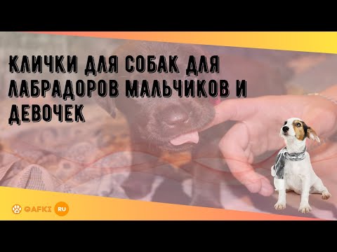 Видео: Клички для собак для лабрадоров мальчиков и девочек