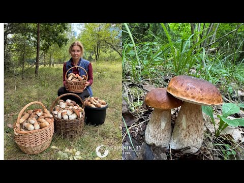 Видео: ЗАЧЕМ ВАМ СТОЛЬКО ГРИБОВ???