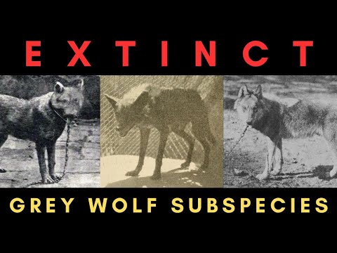 Видео: 12 вымерших подвидов серого волка
