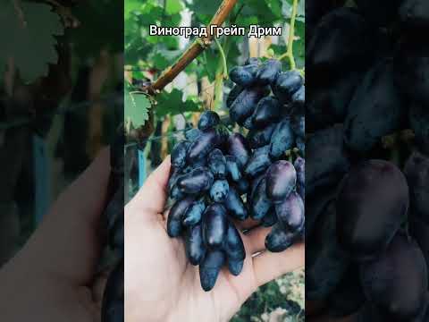 Видео: Виноград Grape Dream #виноград #виноградник #garden #fruit #сад #дача #огород