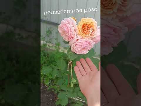 Видео: Розы с названием сортов роз