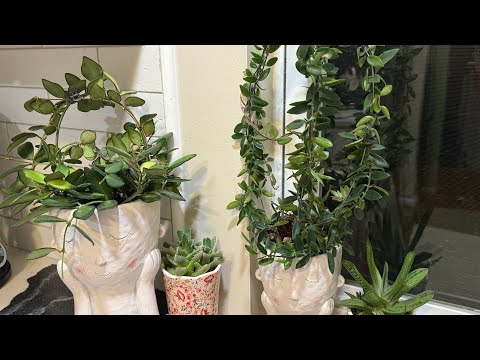 Видео: Ч3. Обзор комнатных растений, орхидеи, суккуленты, хойи, каттлеи, дендробиумы теплого выращивания 😁