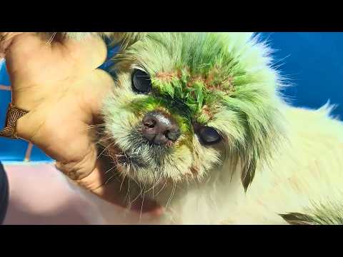 Видео: Слепая, глухая и бездомная собака свернулась, ожидая смерти, пока не произошло это