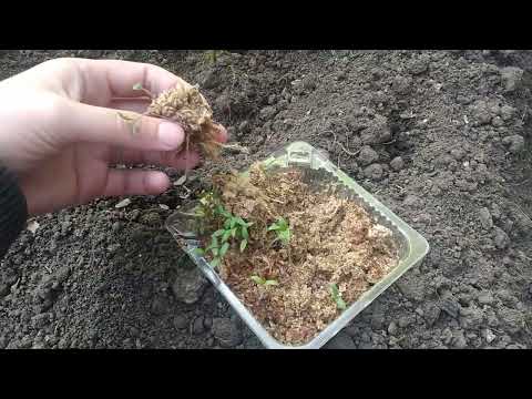 Видео: Томаты посеянные в опилки! Эксперимент!