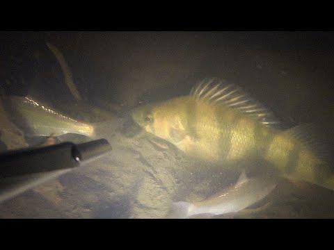 Видео: Зимняя супер охота