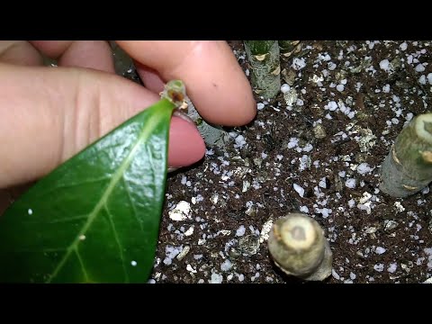 Видео: Укоренение черенков АДЕНИУМА (часть 2). Наблюдение за состоянием черенков.