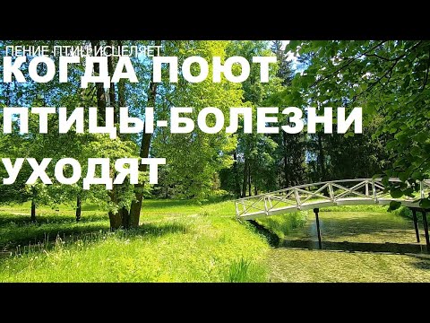 Видео: УТРЕННИЙ СОЛНЕЧНЫЙ ЛЕС НАПОЛНЕННЫЙ ПТИЧЬИМ ПЕНИЕМ УСПОКАИВАЕТ НЕРВНУЮ СИСТЕМУ.ОЗДОРОВЛЕНИЕ ОРГАНИЗМА