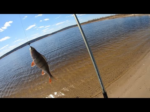 Видео: Этот окунь клюёт один за другим Рыбалка на спиннинг на джиг ,Волга 2022 год