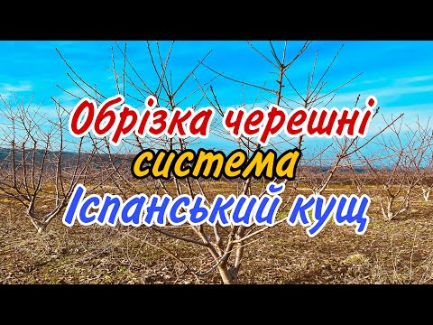 Видео: Обрізка черешні система Іспанський кущ. Обрізка сформованого дерева.