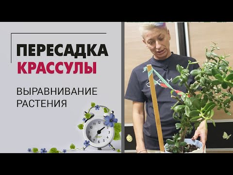 Видео: Как правильно пересадить крассулу. Пересадка и выравнивание растения.
