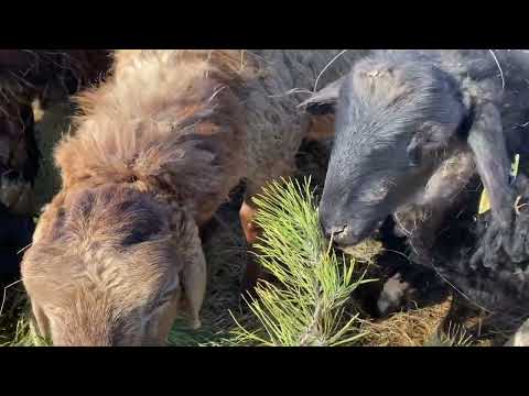 Видео: Эдильбаевские овцы. Хвоя для овец! 👍 / Ягнята растут, готовим первых к отправке 🤞😊