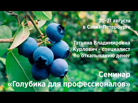 Видео: Голубика для профессионалов