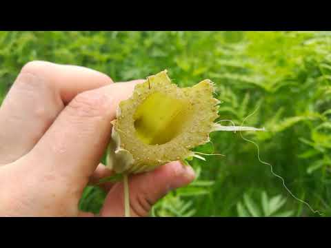 Видео: Сахалин, Корсаков. Сбор лопуха (подножный корм)