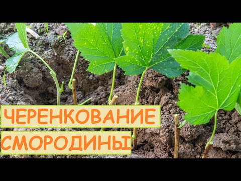 Видео: САМЫЙ ЛУЧШИЙ СПОСОБ РАЗМНОЖЕНИЯ СМОРОДИНЫ В ИЮЛЕ. РАЗМНОЖЕНИЕ СМОРОДИНЫ ЗЕЛЕНЫМИ ЧЕРЕНКАМИ.