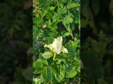 Видео: Укоренила розу из букета #розы #красота #rose #цветы #сад #дача #flowers