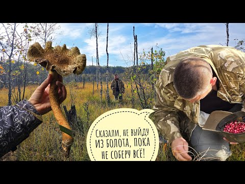 Видео: Пошли мы в болото и набрали клюквы. Артёму пришлось собирать ягоды, претерпевать, лишаться комфорта