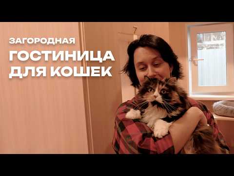 Видео: Бизнес на котиках: Сколько стоит открыть зоогостиницу для кошек?  🐱 Загородная гостиница для кошек