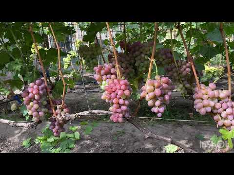 Видео: Виноград Эльдорадо неукрывной