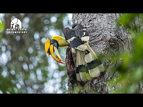 Видео: В ЛАОСЕ обитают САМЫЕ КРАСИВЫЕ птицы, которых вы когда-либо видели?