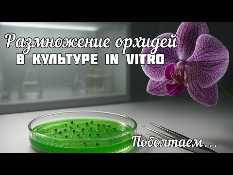 Видео: Видео про поболтать… || Размножение орхидей и не только в культуре в in vitro || Никакой ценности 😅