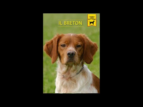 Видео: Фильм. Бретонский спаниель. Собаки от А до Я. [2002г., Италия]