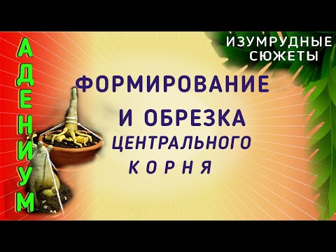 Видео: Адениум. Формирование и обрезка центрального корня адениума.