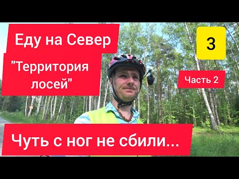 Видео: 😯 НОЧУЮ С ЛОСЯМИ / ВЕЛОПУТЕШЕСТВИЕ НА СЕВЕР / ДОЕХАЛ ДО РЫБИНСКОГО ВОДОХРАНИЛИЩА / Часть 2