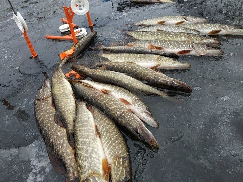 Видео: Самая лучшая жерлица по критериям- качество,функциональность,цена !!!