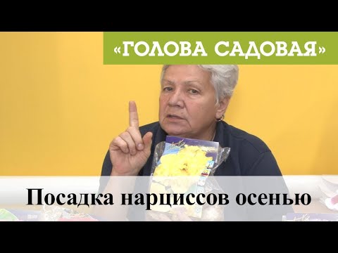 Видео: Голова садовая - Посадка нарциссов осенью