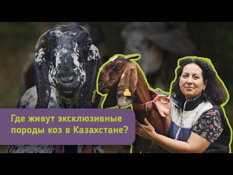 Видео: Выпуск #13 | Как бухгалтер развивает козоводство в Казахстане? | Гоу на ферму